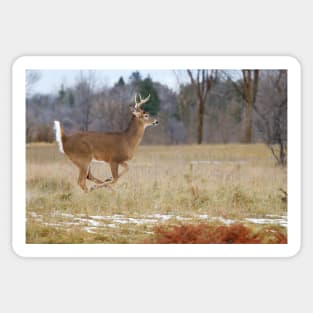 Deer Run - White-tailed deer Sticker